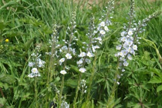 Veronica gentianoides 'Pallida' bestellen